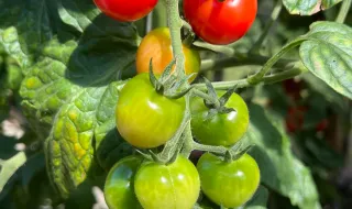 Tomates sofisticados como Scarlet Sunrise da Rutgers serão as próximas maçãs Honeycrisp? : Planeta Dinheiro: NPR