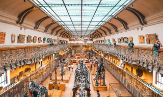Fóssil de dinossauro encontrado em Torres Vedras é o mais completo em Portugal