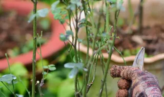 Poda das roseiras no outono: quanto se pode e deve cortar antes do inverno?
