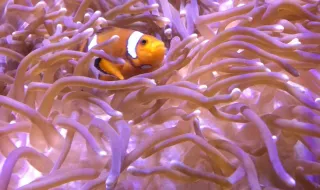 Onde fica Ponto Nemo, o lugar mais isolado do planeta e destino final de espaçonaves desativadas?