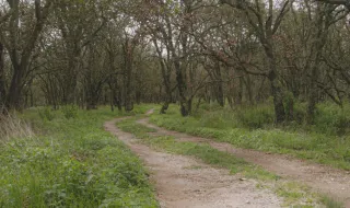 Garranos, um bosque autóctone e vigilância apertada: os três pilares para prevenir incêndios na Faia Brava