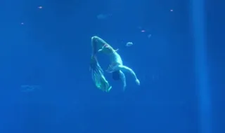 Mais de 100 "sereias" competem para vencer Taça do Mundo