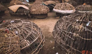 Dezenas de armadilhas combatem inseto que ataca o pinheiro-bravo
