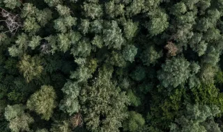 Entre a densa floresta de pinheiro e a areia da costa Atlântica