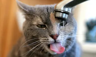 O seu gato só quer beber água da torneira? Há uma explicação!