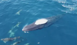 Avistamento de baleias tropicais na costa algarvia impulsiona turismo e alerta comunidade científica