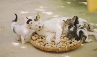 Encontrou gatinhos abandonados? Há uma app gratuita que diz exatamente a quem ligar
