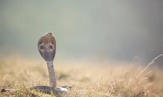 Zanin cobra responsabilização de Dallagnol