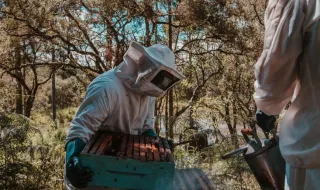 Apicultores devem declarar existências até 30 de Setembro
