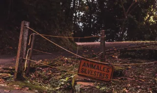 Anta e Silvalde recebem mais 40 mil euros para ampliação dos cemitérios