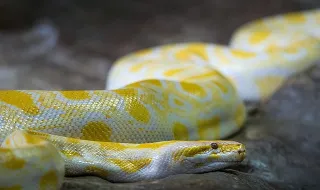 Opinião de Albino Bárbara (Edição 1378): Rentreé