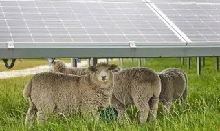 Cabras estragam painéis e vacas não cabem: ovelhas tornam-se a solução ideal para parques solares