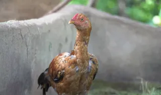 Glória. Um ano depois, faltam indemnizações a vítimas