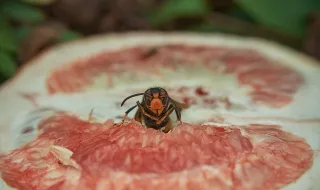 Vespa asiática mata homem durante vindima em Felgueiras