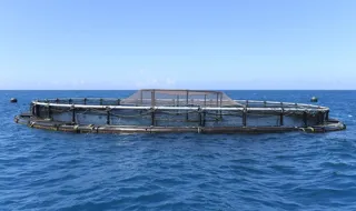 Estudo quer conhecer hábitos de consumo de pescado e a percepção sobre aquacultura na Madeira
