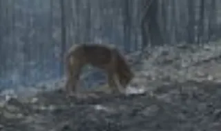 Suspeitos de maus-tratos a animais em Santo Tirso conhecem hoje decisão judicial