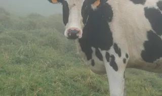 Produtores de leite de São Miguel temem perder 15ME com descida dos preços