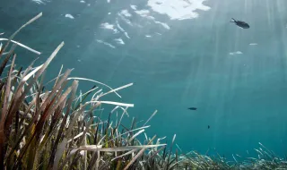 Águas do Mediterrâneo atingiram recorde de 28,54 graus a 13 de agosto
