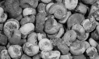 Encontrados 1.500 fósseis de animais e ferramentas em acampamento neandertal em Burgos