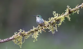 Campeonato de aves exóticas com exposição