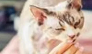 Do pelo às articulações, quando é que os suplementos podem ajudar os animais? Nós explicamos