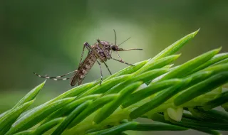 Entenda: Infestação de mosquitos em pleno inverno no Rio já pode ser reflexo do El Niño