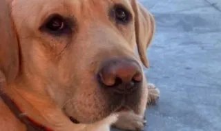 Morreu Quino, o cão que salvou vidas após os sismos na Venezuela