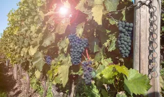 Festa das Vindimas leva tradição, ranchos e gastronomia à Cabrela