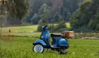 Jugueiros: Picada de vespa asiática mata homem de 69 anos em vindima