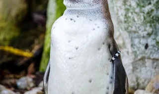 Chile: pinguins usam coletes para proteger feridas em cicatrização