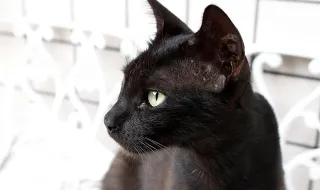 Família descobre que gata levada para eutanásia ainda estava viva mais de um ano depois