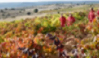 Produtores de vinho esperam mais quantidade, mas também mais qualidade, após "ano atípico" de 2025