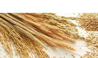Estudo indica que a culinária já era uma verdadeira arte há 4500 anos