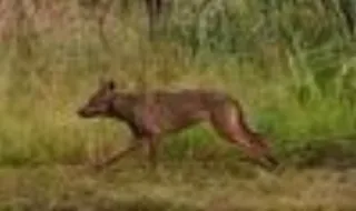 Lobos atacam animais no Alto Minho e em Trás-os-Montes e criadores queixam-se de prejuízos avultados