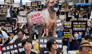 Tradição de verão na Coreia do Sul: sopa de carne de cão vai passar a ser proibida