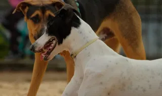 Creche para cães em Botafogo é denunciada por suspeita de maus-tratos; polícia investiga