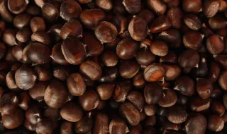 Produtores de castanha denunciam danos causados por veados
