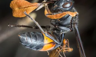 Que espécie é esta: vespa da família Evaniidae