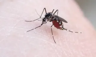 Mosquito-tigre chegou a Castelo Branco. Isso não significa que haja dengue