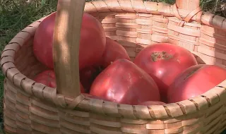 Tomate coração de boi, o fruto que dá sabor a menus de restaurantes no Douro