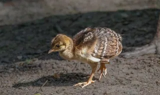 Zoo de Lourosa com 20 novas crias de 11 espécies de aves