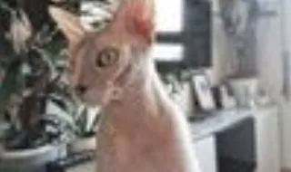 Invadem casa de madrugada para roubar gatos-esfinge
