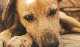 Cachorro morre de calor após ser mantido amarrado sob o sol nos EUA; vizinha tentou ajudá-lo: ‘Implorei para salvá-lo’
