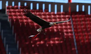 Falcoeiro que prestou serviços ocasionais ao Benfica detido em operação contra tráfico de droga