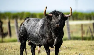 El impresionante toro que será este año el ‘Bou de la Fira 2026’ en Onda