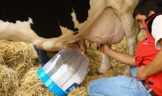 Produtores de leite açorianos preocupados com descida dos preços