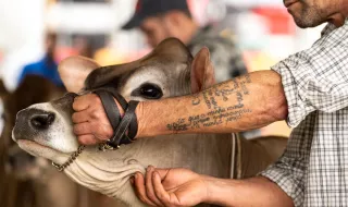 Feira do Gado é um dos pontos altos das Festas de São Gabriel em Fontoura