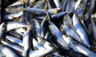 Pesca da sardinha no Algarve quase duplica e preços na lota sobem perante forte procura