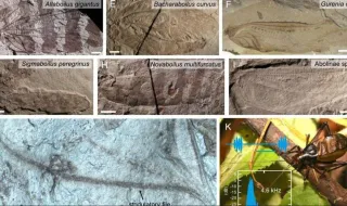 Reconstruyen cómo sonaban los insectos en los bosques del Jurásico hace 165 millones de años