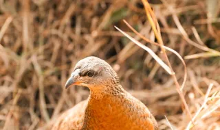 Que espécie é esta: galeirão
